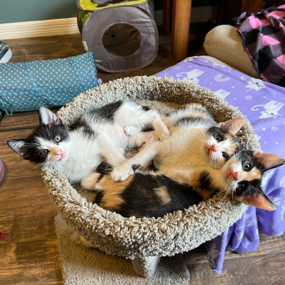 Meet your Posher, Joy - Picture 6 of 8